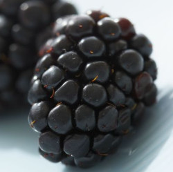 Brombeere