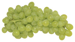 Traube