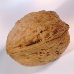 Walnuss