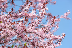 Frühling