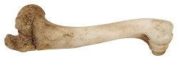 Knochen