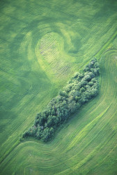 Wald
