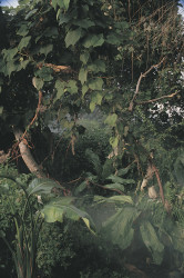 DschungelUrwald
