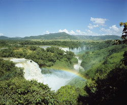 Regenwald