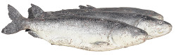 Fisch