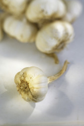 Knoblauch