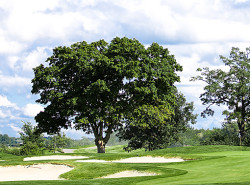 Baum