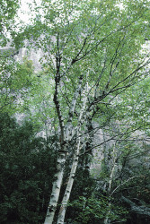 Birke