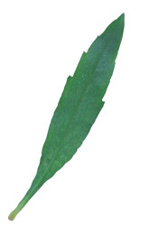 Blatt
