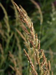 Gras