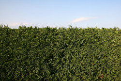 Hecke