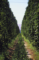 Hopfen