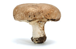 Pilz