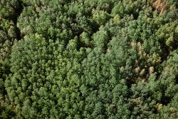 Wald