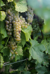 Weinrebe