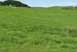 Wiese