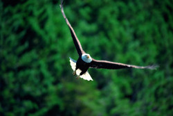 Adler