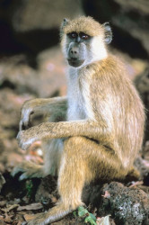 Affe