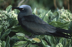 Amsel