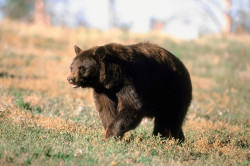 Bär