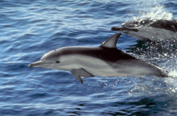 Delfin