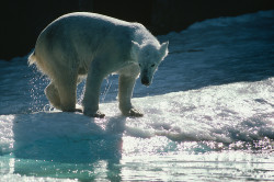 Eisbär