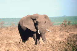 Elefant