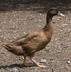 Ente
