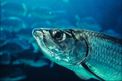 Fisch