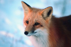 Fuchs