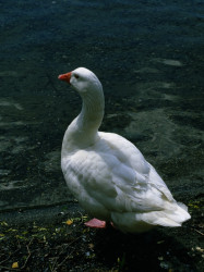 Gans