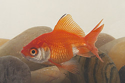 Goldfisch