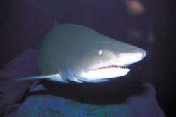 Hai