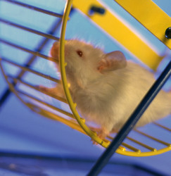Hamster
