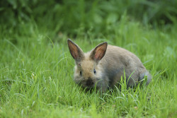 Hase
