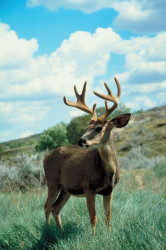 Hirsch
