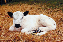 Kalb