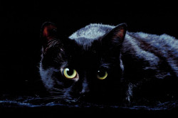 Kater