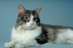 Katze