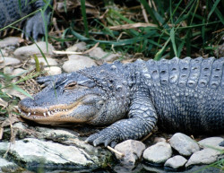 Krokodil