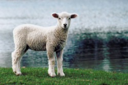 Lamm