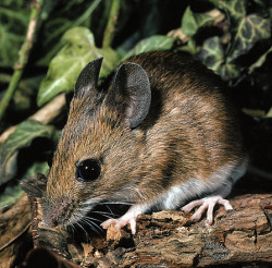 Maus