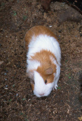 Meerschweinchen