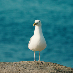 Möwe