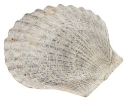 Muschel