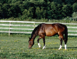Pferd