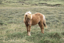 Pony