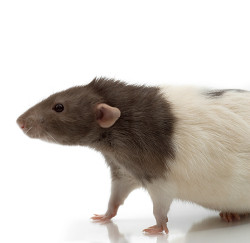 Ratte