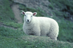 Schaf