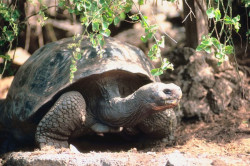 Schildkröte